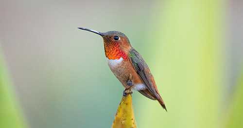 About a third of bird species in U.S. need conservation help, new report says