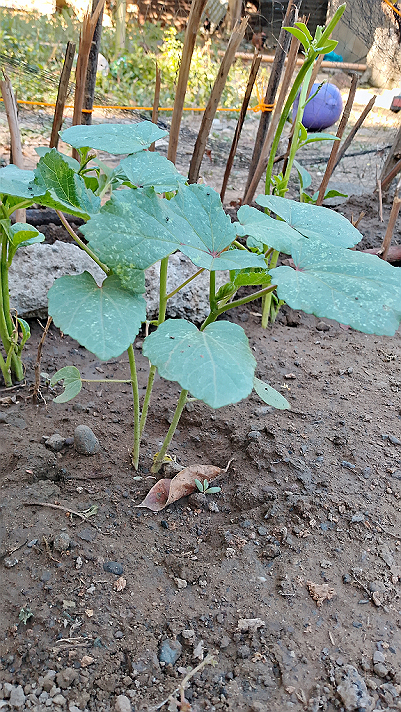 The okra I planted in my little garden is already big