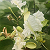 Post: Flower